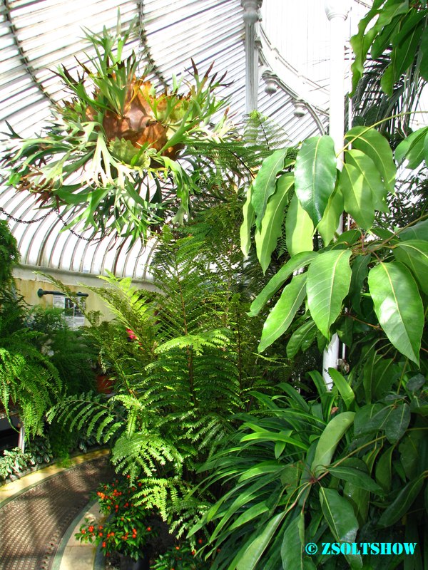 belfast_botanic_garden_palmhouse__047.jpg