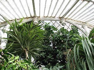 belfast_botanic_garden_palmhouse__006.jpg