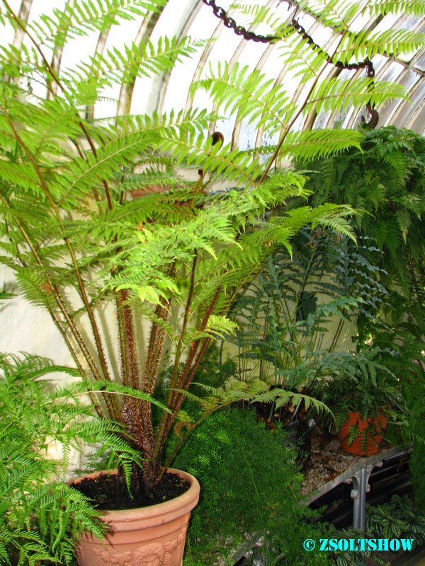 belfast_botanic_garden_palmhouse__038.jpg