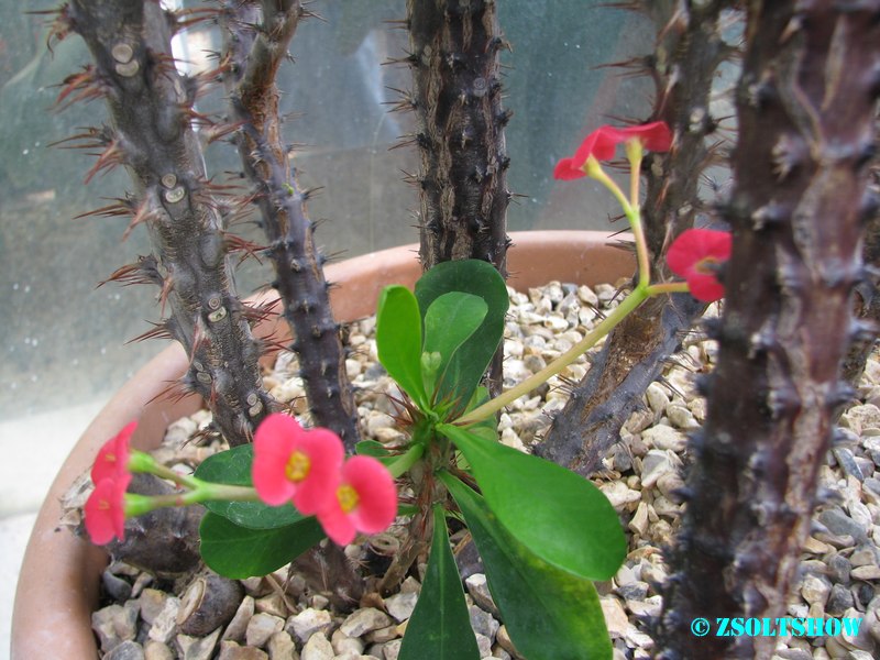 belfast_botanic_garden_palmhouse__068.jpg