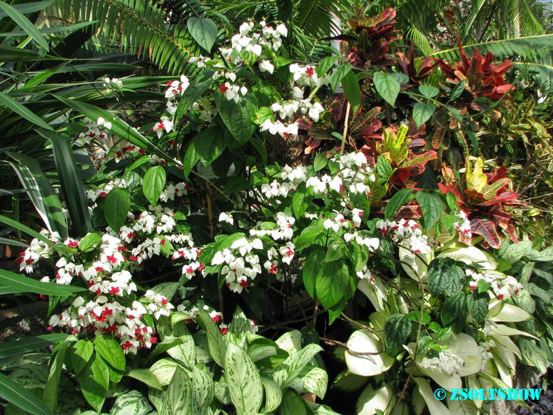 belfast_botanic_garden_palmhouse__076.jpg