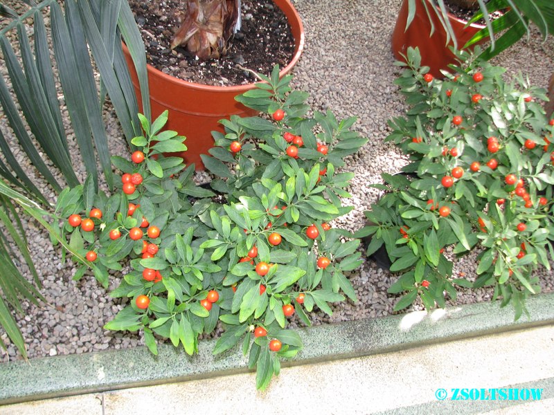 belfast_botanic_garden_palmhouse__085.jpg