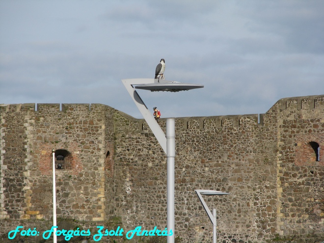 carrickfergus_castle__165.JPG