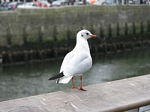 dublin_eden_quay_003.JPG